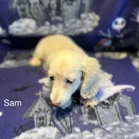 SAM, a male Miniature Dachshund for sale in Louisa, VA – 1 of 2
