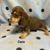 Cara, a female Miniature Dachshund for sale in Louisa, VA – 2 of 2