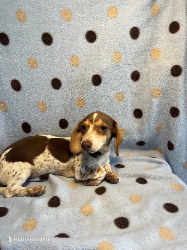 Hartley – Miniature Dachshund puppy for sale in Louisa, VA