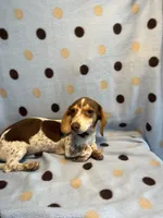 Hartley, a female Miniature Dachshund for sale in Louisa, VA – 2 of 8