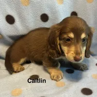 Caitlin, a female Miniature Dachshund for sale in Louisa, VA – 2 of 2