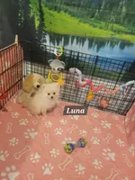Luna, a female Pomeranian for sale in Stephens City, VA – 1 of 1