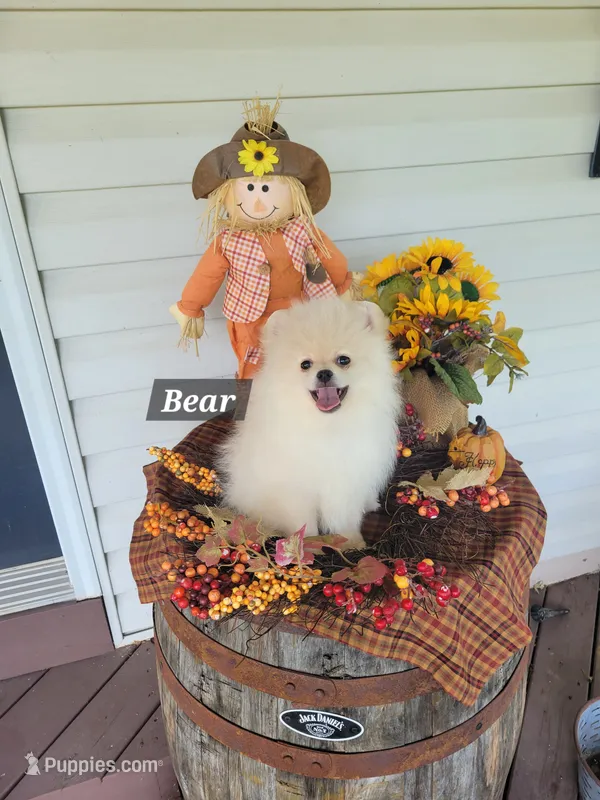 Bear – Pomeranian puppy for sale in Stephens City, VA