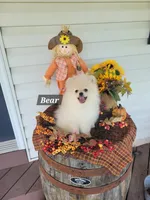 Bear, a male Pomeranian for sale in Stephens City, VA – 1 of 3