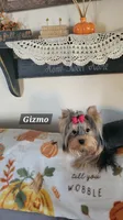 Gizmo , a male Yorkshire Terrier for sale in Stephens City, VA – 2 of 2