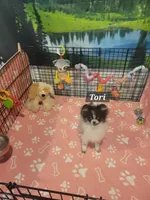 Tori, a female Pomeranian for sale in Stephens City, VA – 2 of 2