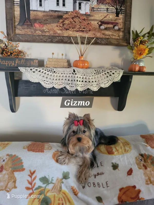 Gizmo  – Yorkshire Terrier puppy for sale in Stephens City, VA