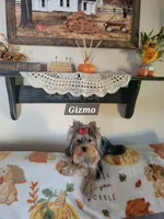 Gizmo , a male Yorkshire Terrier for sale in Stephens City, VA – 1 of 2