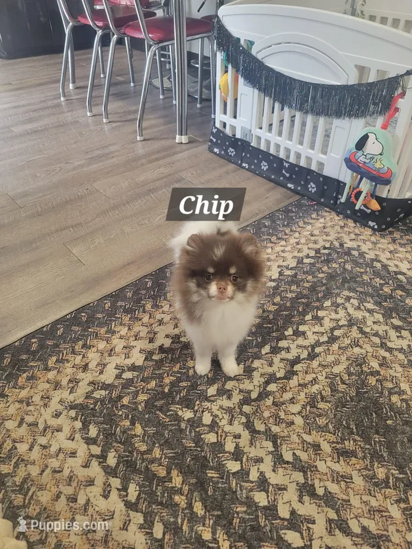 Chip – Pomeranian puppy for sale in Stephens City, VA