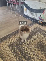 Chip, a male Pomeranian for sale in Stephens City, VA – 1 of 8