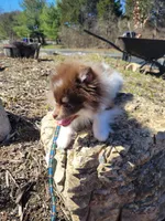 Chip, a male Pomeranian for sale in Stephens City, VA – Photo 3 of 5