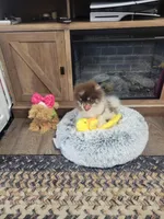 Chip, a male Pomeranian for sale in Stephens City, VA – 7 of 8