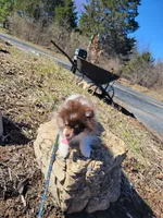 Chip, a male Pomeranian for sale in Stephens City, VA – Photo 2 of 5