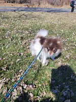 Chip, a male Pomeranian for sale in Stephens City, VA – Photo 4 of 5