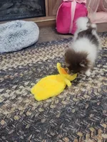 Chip, a male Pomeranian for sale in Stephens City, VA – 8 of 8
