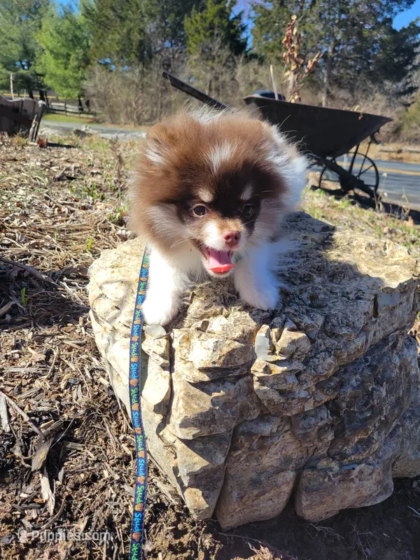 Chip, a male Pomeranian for sale in Stephens City, VA – Photo 1 of 5