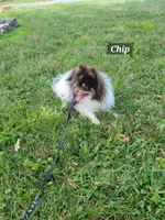 Chip, a male Pomeranian for sale in Stephens City, VA – 2 of 6