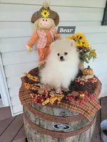 Bear, a male Pomeranian for sale in Stephens City, VA – 2 of 3