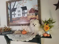 Casper , a male Pomeranian for sale in Stephens City, VA – 2 of 3