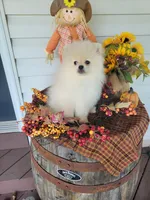 Bear, a male Pomeranian for sale in Stephens City, VA – 3 of 3