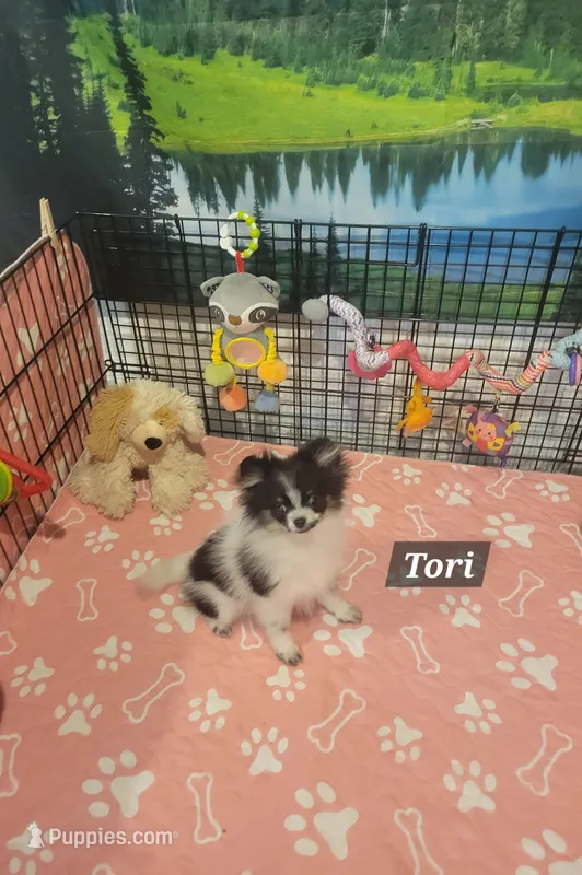 Tori – Pomeranian puppy for sale in Stephens City, VA