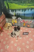 Tori, a female Pomeranian for sale in Stephens City, VA – 1 of 2