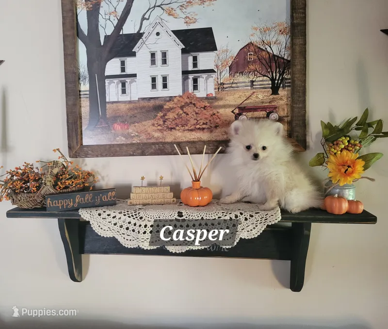 Casper  – Pomeranian puppy for sale in Stephens City, VA