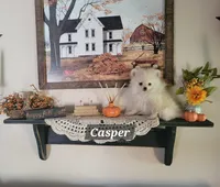 Casper , a male Pomeranian for sale in Stephens City, VA – 1 of 3