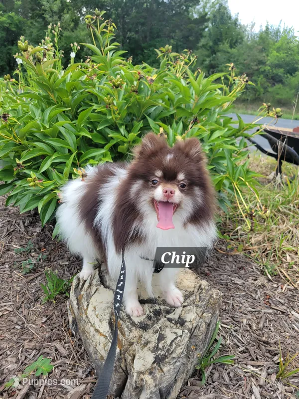 Chip – Pomeranian puppy for sale in Stephens City, VA