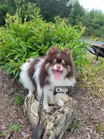Chip, a male Pomeranian for sale in Stephens City, VA – 1 of 6