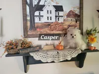 Casper , a male Pomeranian for sale in Stephens City, VA – 3 of 3