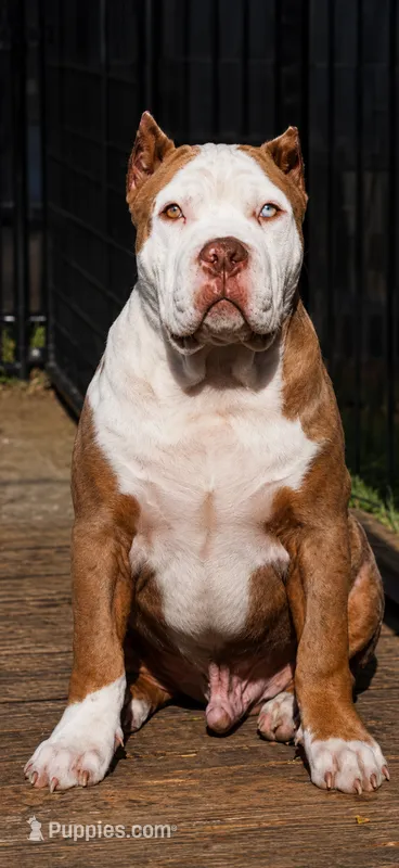 Polar – American Bully puppy for sale in Vacaville, CA
