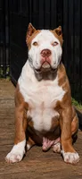 Polar, a male American Bully for sale in Vacaville, CA – 1 of 1