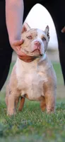 Matcha, a female American Bully for sale in Vacaville, CA – 1 of 1