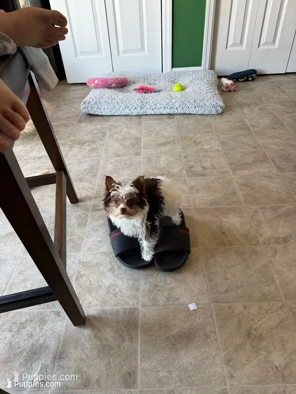 AKC Parti Peaches – Yorkshire Terrier puppy for sale in Roseboro, NC