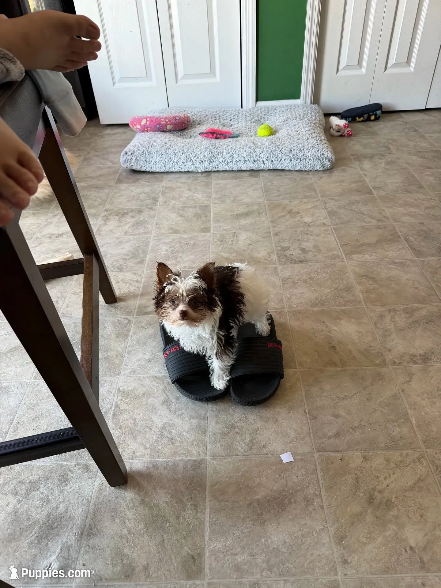 AKC Parti Peaches, a female Yorkshire Terrier for sale in Roseboro, NC – 1 of 5