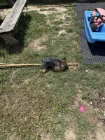 AKC Yoshi, a male Yorkshire Terrier for sale in Roseboro, NC – 1 of 5