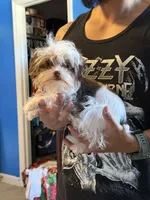 Peaches, a female Yorkshire Terrier for sale in Roseboro, NC – 4 of 5
