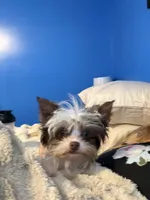 Peaches, a female Yorkshire Terrier for sale in Roseboro, NC – 5 of 5
