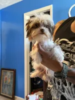 Peaches, a female Yorkshire Terrier for sale in Roseboro, NC – 3 of 5