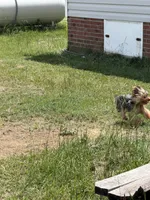 AKC Yoshi, a male Yorkshire Terrier for sale in Roseboro, NC – 5 of 5