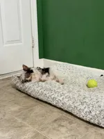 Peaches, a female Yorkshire Terrier for sale in Roseboro, NC – 2 of 5