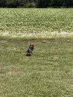 AKC Yoshi, a male Yorkshire Terrier for sale in Roseboro, NC – 2 of 5