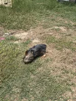 AKC Yoshi, a male Yorkshire Terrier for sale in Roseboro, NC – 3 of 5