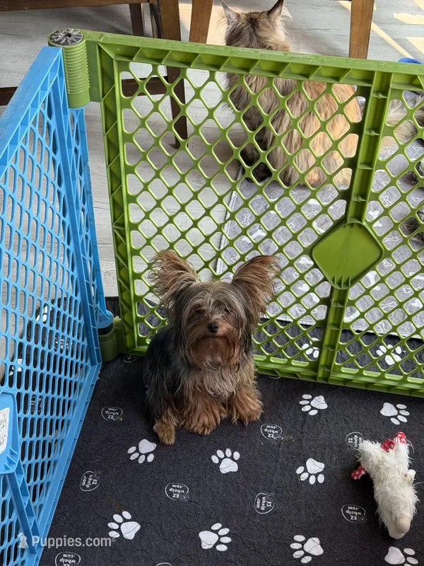 AKC Yoshi – Yorkshire Terrier puppy for sale in Roseboro, NC