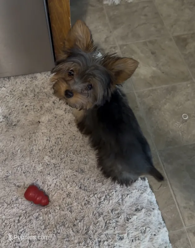 AKC Yoshi – Yorkshire Terrier puppy for sale in Roseboro, NC