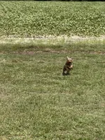 AKC Yoshi, a male Yorkshire Terrier for sale in Roseboro, NC – 4 of 5