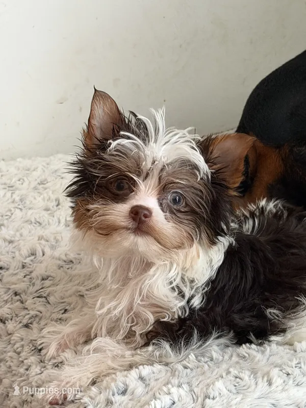 Peaches, a female Yorkshire Terrier for sale in Roseboro, NC – 1 of 5