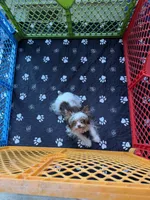 AKC Parti Peaches, a female Yorkshire Terrier for sale in Roseboro, NC – 4 of 5
