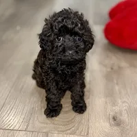 Maple, a female Cavapoo for sale in Phoenix, AZ – Photo 2 of 6